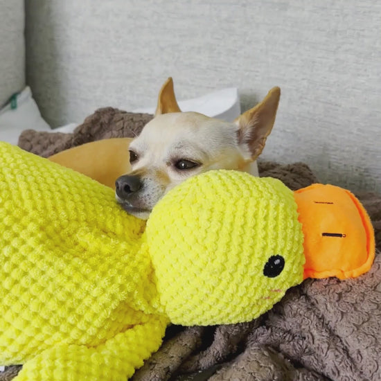 Modilobo Besties Avenue